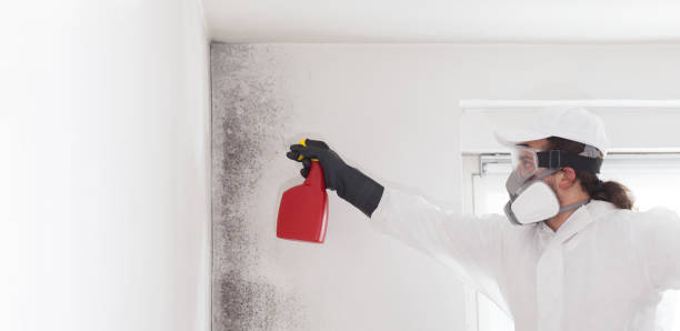 Best Certified Mold Removal  in El Segundo, CA