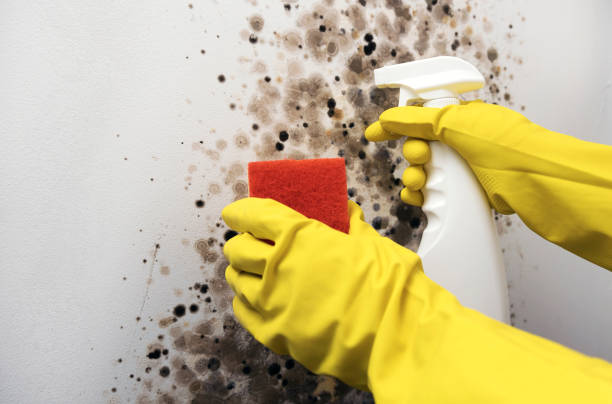 Mold Removal Process in El Segundo, CA