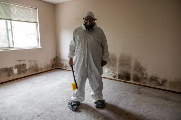 Best Attic Mold Removal  in El Segundo, CA